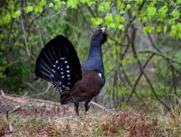 Imagen de la noticia El parque de Las Ubiñas elaborará un censo de la población del urogallo
