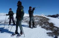 Imagen de la noticia Fracasa el primer intento para lograr la reintroducción del urogallo en Picos