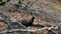 Imagen de la noticia UNAC y FEDENCA colaboran con la Fundación Biodiversidad en la conservación del urogallo