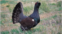 Imagen de la noticia Liberadas tres hembras de urogallo cantábrico en Picos de Europa