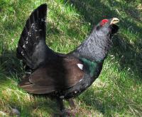 Imagen de la noticia Aprobado el Plan de Conservación del Hábitat del Urogallo Pirenaico