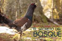 Imagen de la noticia 'El secreto del bosque', un documental sobre el urogallo cantábrico