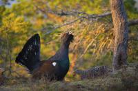 Imagen de la noticia Ecologistas temen la extinción del urogallo y piden un censo nacional de su población