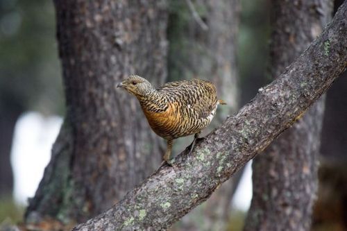 Urogallina pirenaica en el cantadero