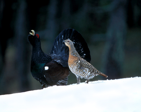 U 0391 hembra y macho nat geo [640x480]